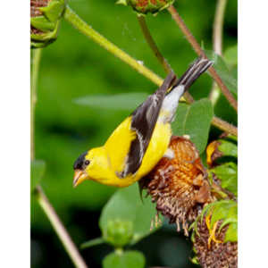 Beautiful little birds hanging out in our negihbor's garden.