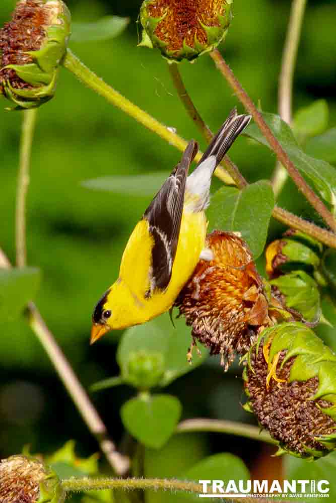Beautiful little birds hanging out in our negihbor's garden.