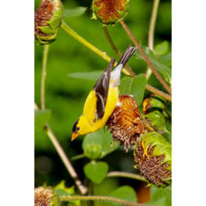 Beautiful little birds hanging out in our negihbor's garden.