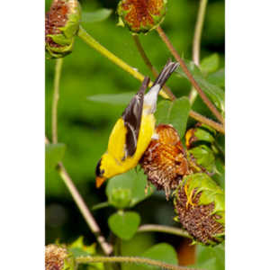Beautiful little birds hanging out in our negihbor's garden.