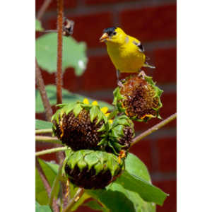 Beautiful little birds hanging out in our negihbor's garden.
