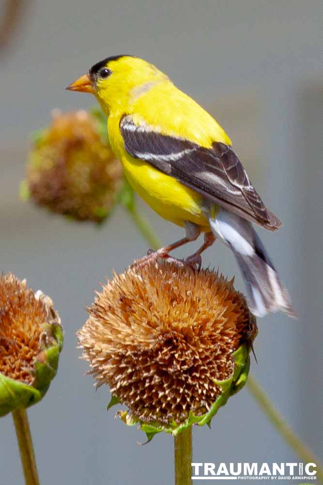Beautiful little birds hanging out in our negihbor's garden.
