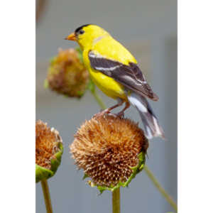 Beautiful little birds hanging out in our negihbor's garden.