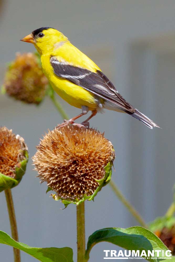 Beautiful little birds hanging out in our negihbor's garden.