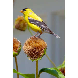 Beautiful little birds hanging out in our negihbor's garden.