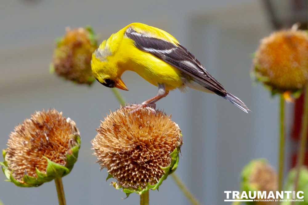 Beautiful little birds hanging out in our negihbor's garden.