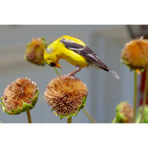 Beautiful little birds hanging out in our negihbor's garden.