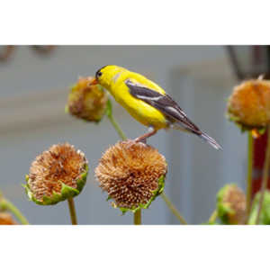 Beautiful little birds hanging out in our negihbor's garden.