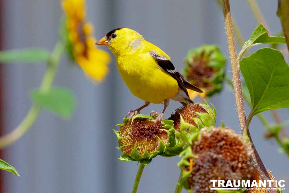 Beautiful little birds hanging out in our negihbor's garden.