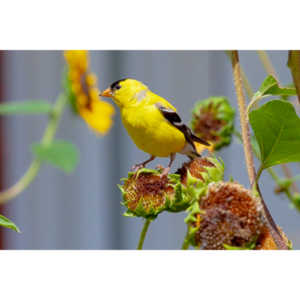 Beautiful little birds hanging out in our negihbor's garden.