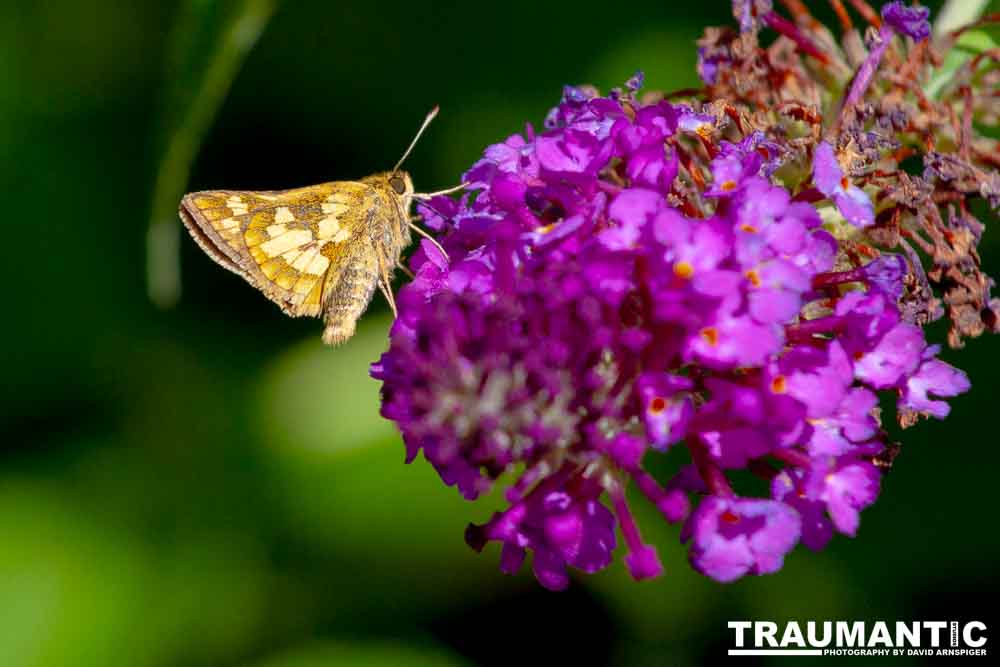 Cute little butterflies.
