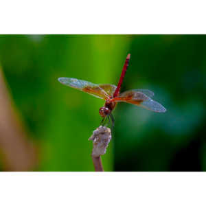 My favorite subjects.