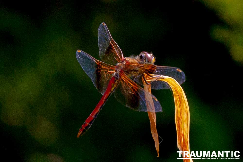 My favorite subjects.