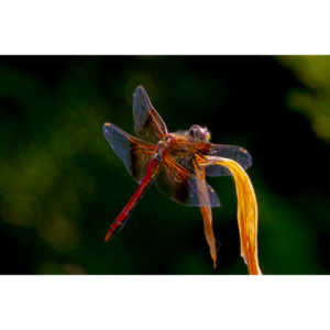 My favorite subjects.