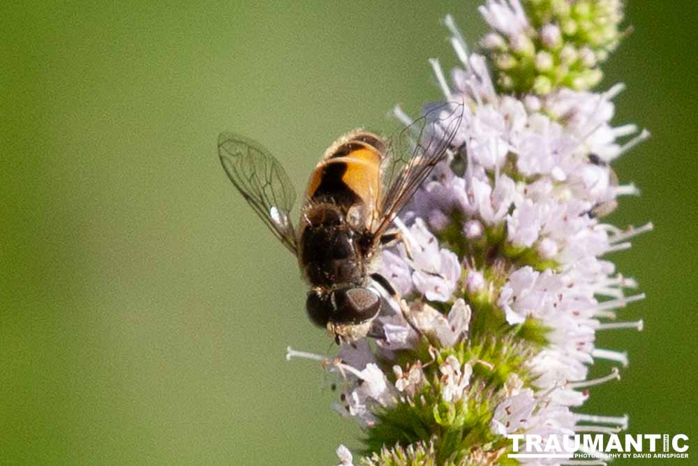 This one was quite pretty.