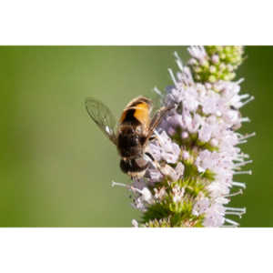 This one was quite pretty.