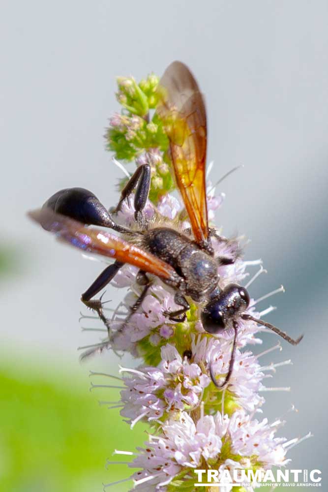 I don't see these creatures very often.