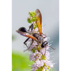 I don't see these creatures very often.