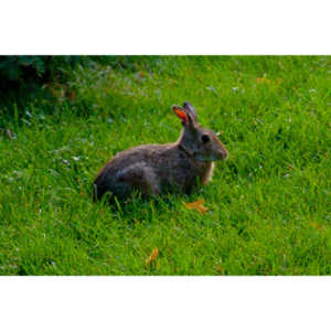 We still have a few hanging around.