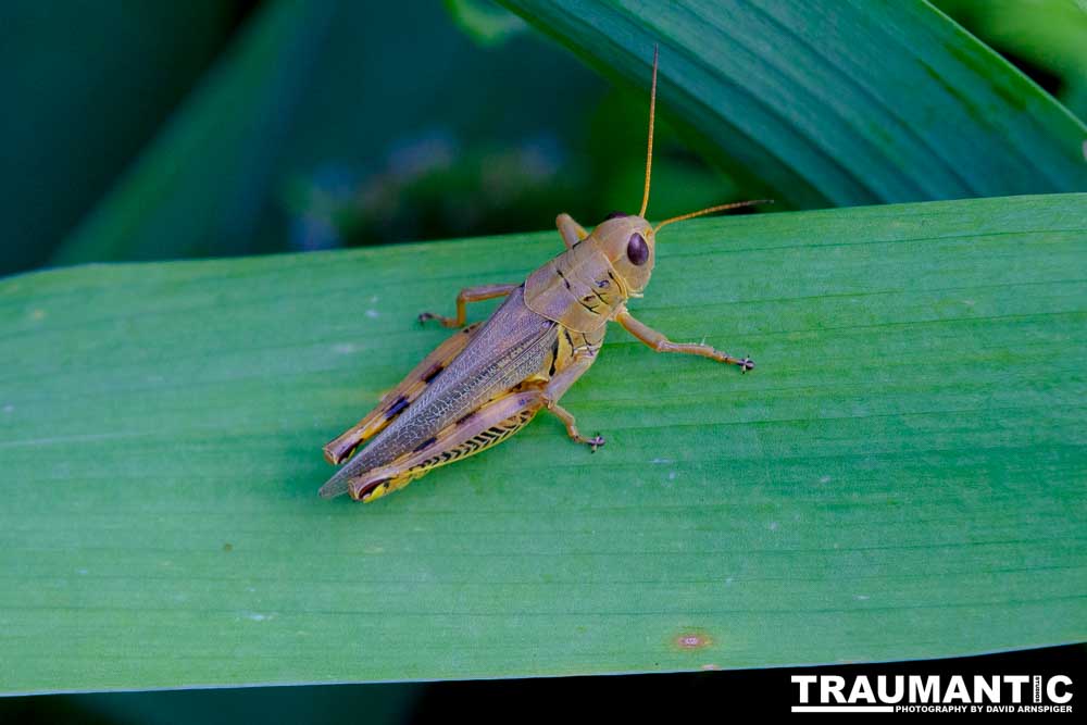 Beautiful creatures.   Perhaps a few too many though.