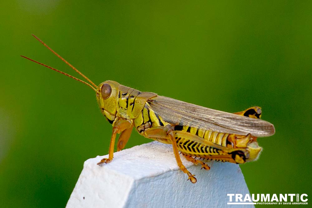 Beautiful creatures.   Perhaps a few too many though.