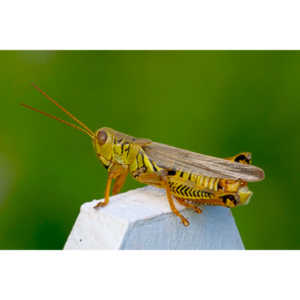 Beautiful creatures.   Perhaps a few too many though.