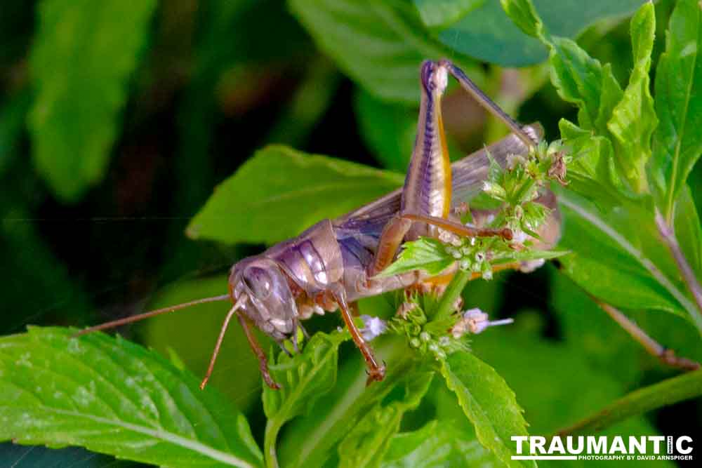 Beautiful creatures.   Perhaps a few too many though.