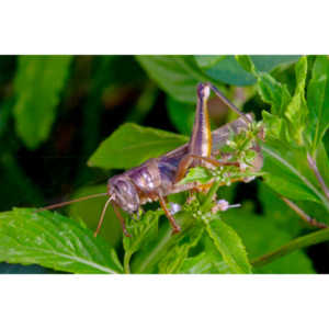 Beautiful creatures.   Perhaps a few too many though.