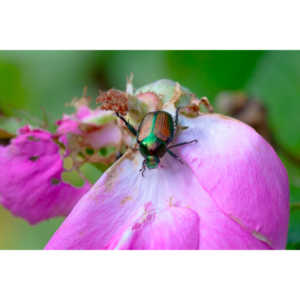 Invasive rose killers, but pretty.