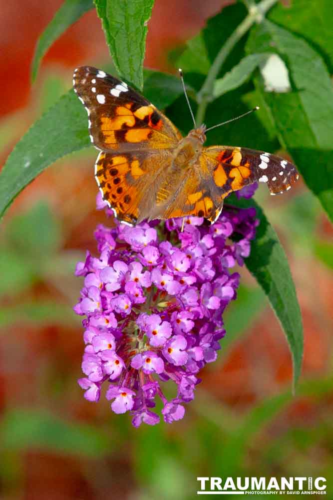 Gorgeous, but a little tattered.