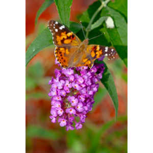 Gorgeous, but a little tattered.