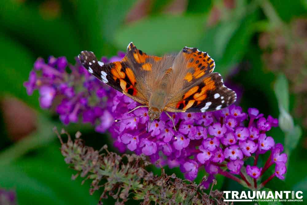 Gorgeous, but a little tattered.