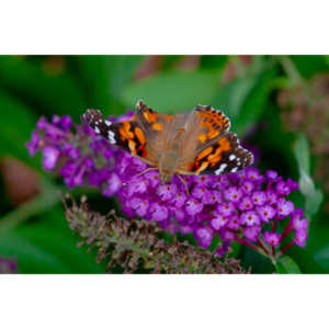 Gorgeous, but a little tattered.