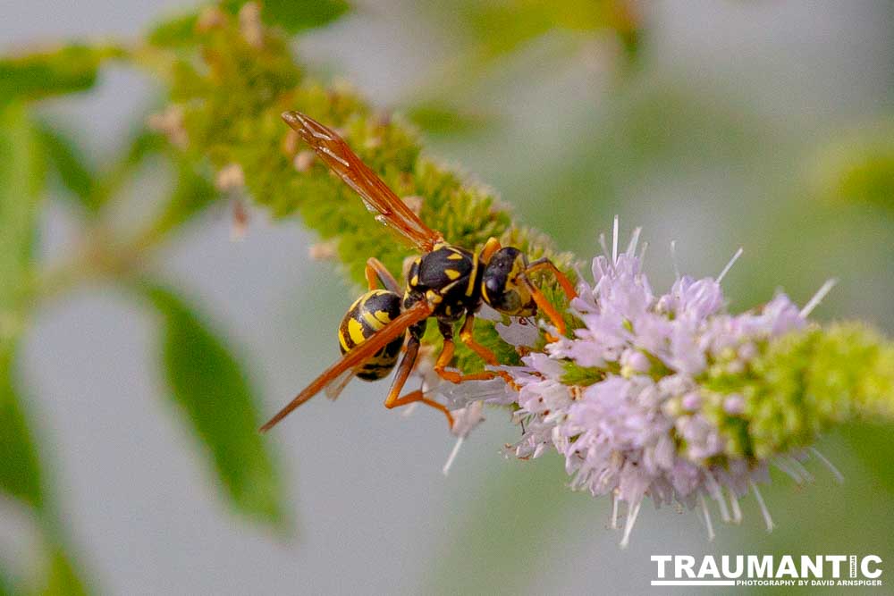 My ever present neighbors.