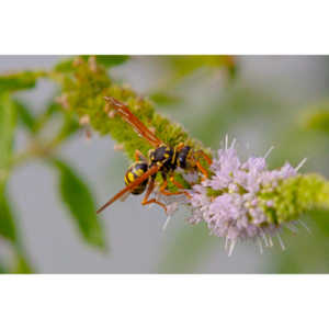 My ever present neighbors.