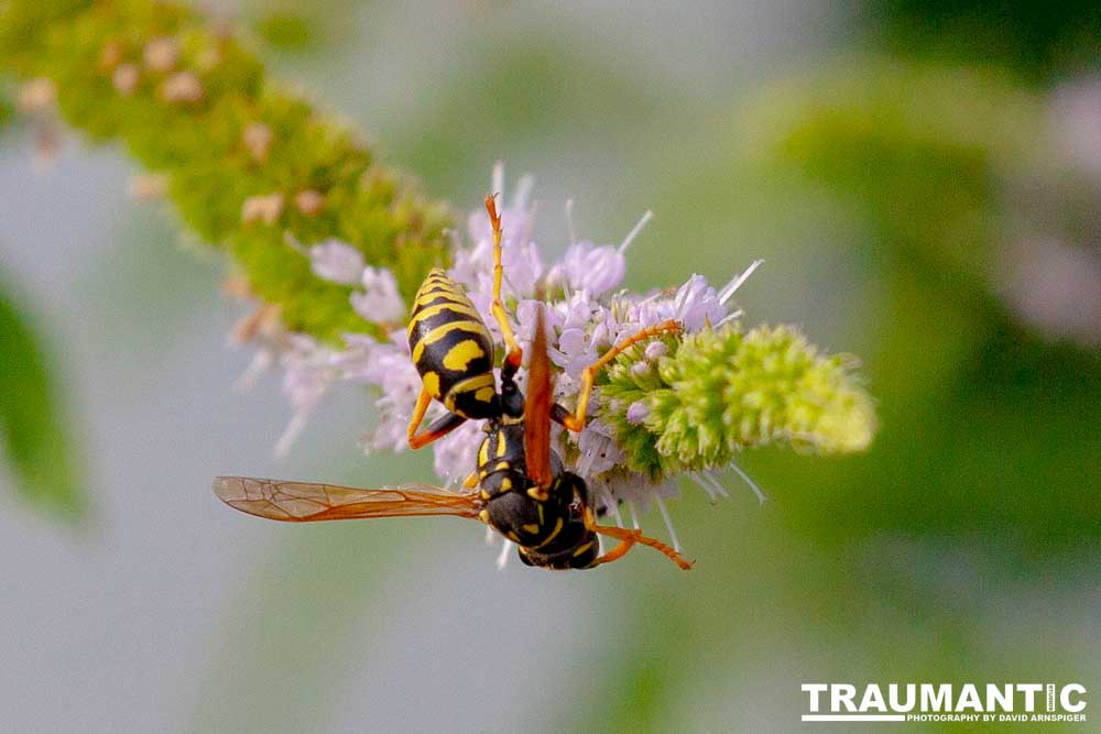 My ever present neighbors.