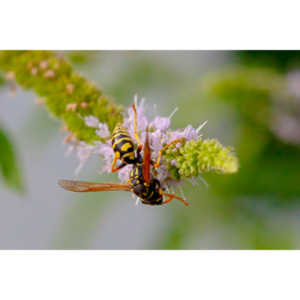 My ever present neighbors.