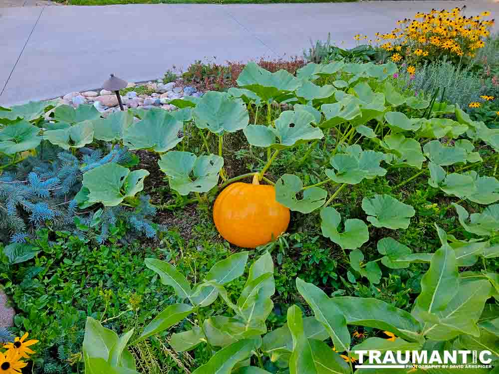 My neighbor's prize plant.