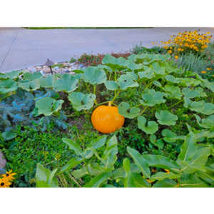 My neighbor's prize plant.