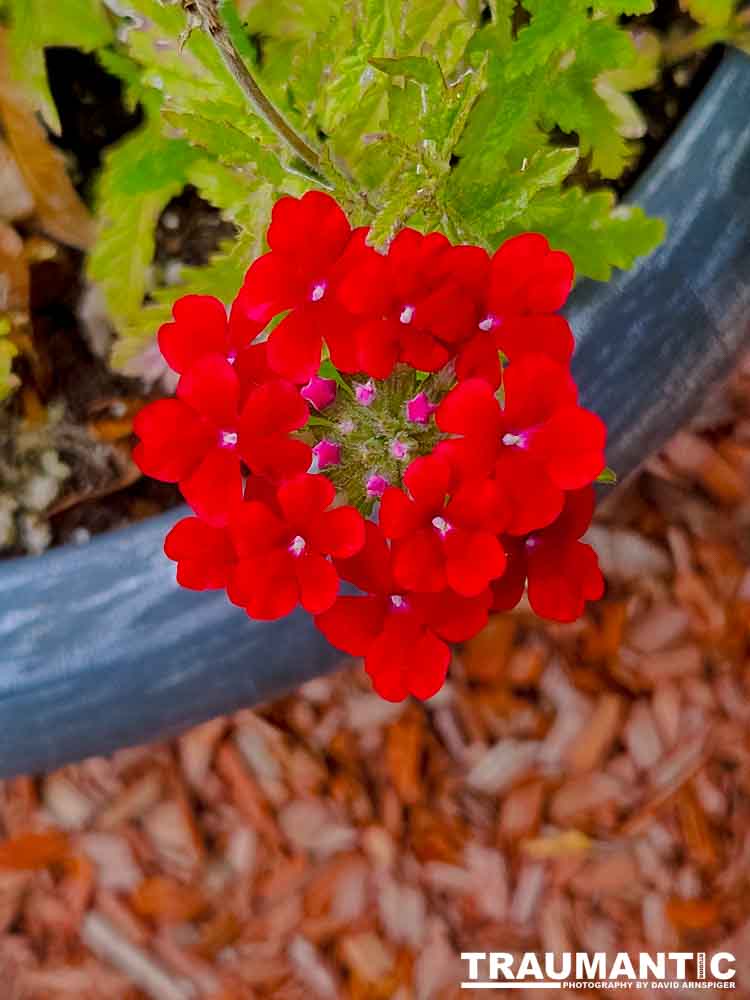 A beautiful little series of flowers.