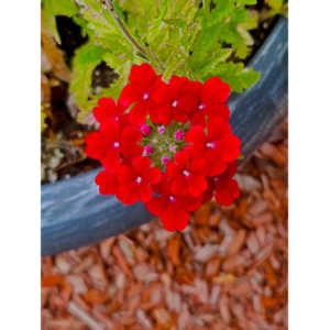 A beautiful little series of flowers.