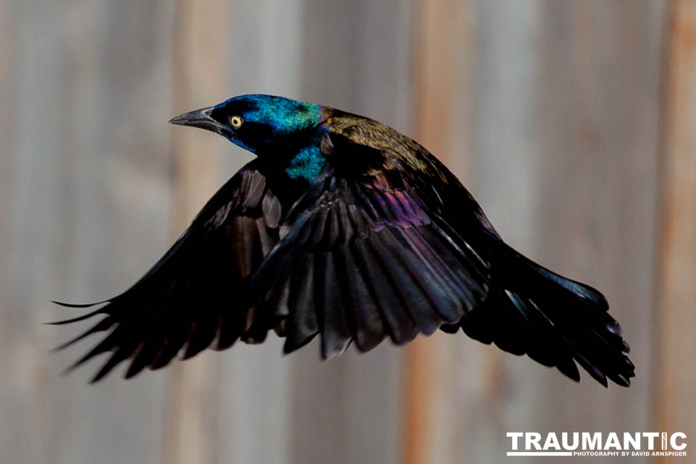 These cool birds show up for a little while every fall.Eat everything and then leave.