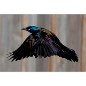 These cool birds show up for a little while every fall.Eat everything and then leave.