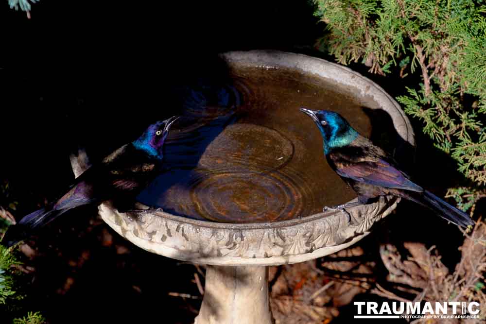 These cool birds show up for a little while every fall.Eat everything and then leave.