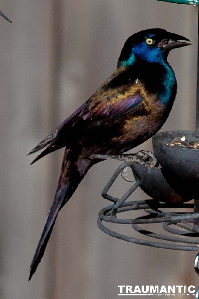 These cool birds show up for a little while every fall.Eat everything and then leave.