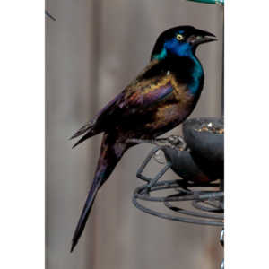 These cool birds show up for a little while every fall.Eat everything and then leave.