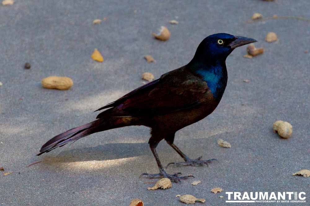 These cool birds show up for a little while every fall.Eat everything and then leave.