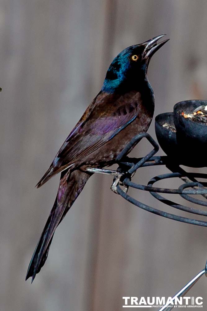 These cool birds show up for a little while every fall.Eat everything and then leave.