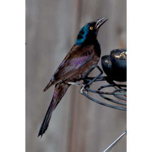 These cool birds show up for a little while every fall.Eat everything and then leave.