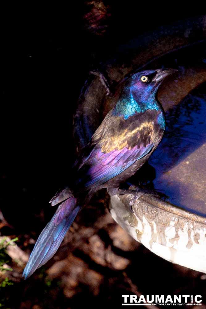 These cool birds show up for a little while every fall.Eat everything and then leave.